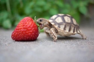 Блокада передней ветви левой ножки пучка Гиса у пса — фото