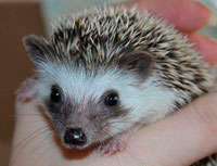 Африканский карликовый еж чешется — фото