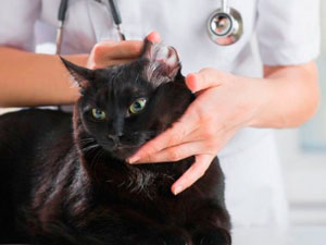 Ушная чесотка (отодектоз) у кошек и котов