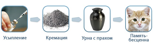 Усыпление и кремация кошек на дому
