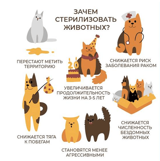 Стерилизация кошки на дому: современный подход к здоровью и комфорту животного