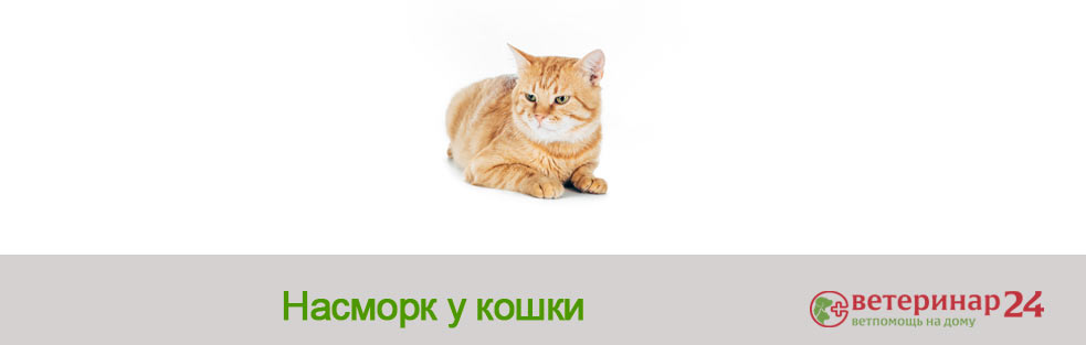 Насморк у кошки