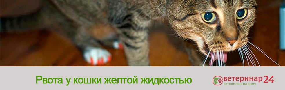 Причины рвоты желтой жидкостью у кошек